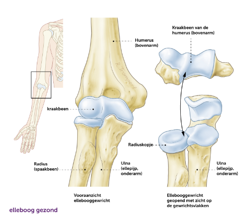 articulatii humerus