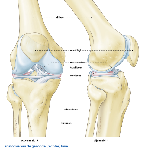 gezonde-knie