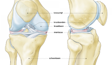 gezonde-knie